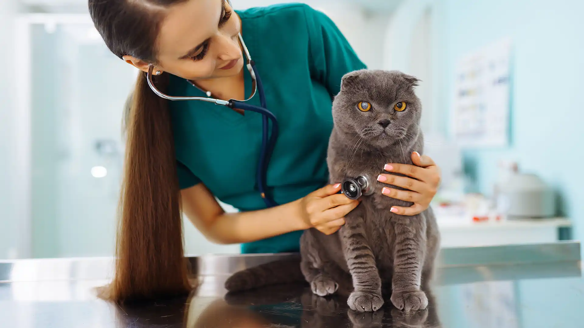 Home Macedonia Veterinary Clinic